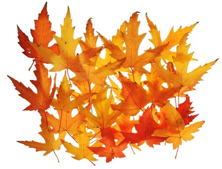 Yellow maple leaves background