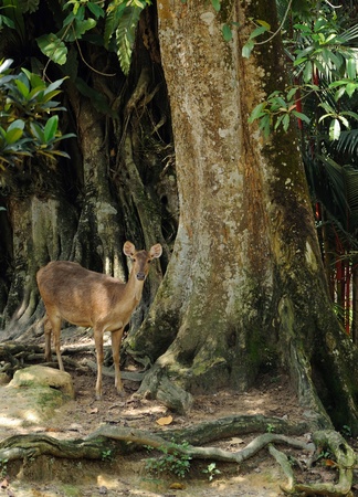 Female deer under big tropical treeの写真素材