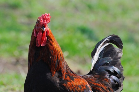 rooster looking toward closeup on gren blured backgroundの写真素材