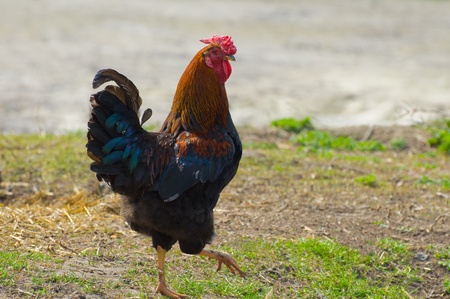 Big rooster stepping on its own wayの写真素材