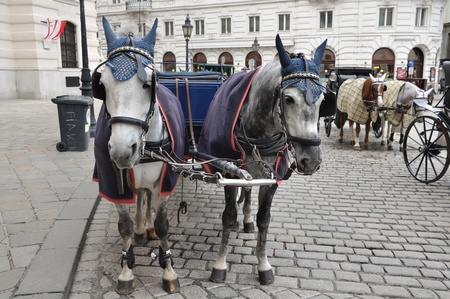 Spotted black and white horses and carriage on square are waiting for passengers のeditorial素材