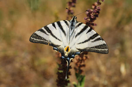 Beautiful butterfly with demage wingの写真素材