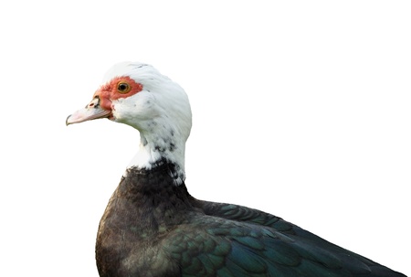 Duck isolated over whiteの写真素材