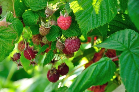 a lot of red raspberries on a bush