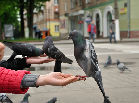 City pigeon sitting on the woman handの写真素材