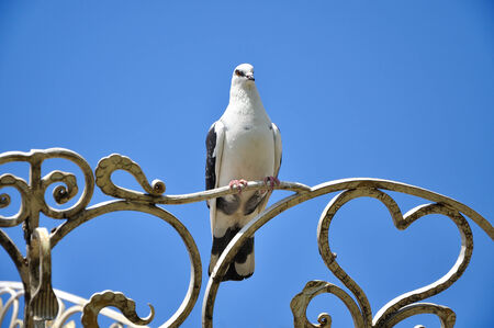White dove seating on the forged symbolic heartの写真素材