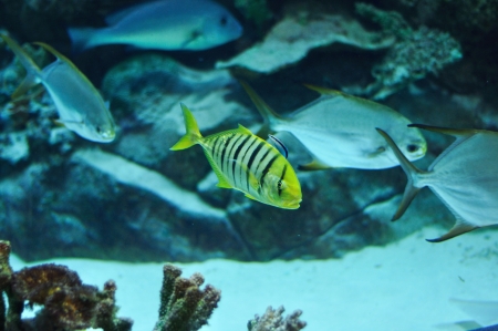 Yellow and black striped fish in salwater aquarium