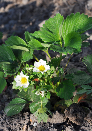 Two white strawberry flowers on the stemの写真素材