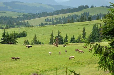 Top view of cow herd feeding in Carpathian mountainsの写真素材