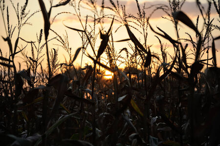 Evening sun behind silhouette of corn fieldの写真素材