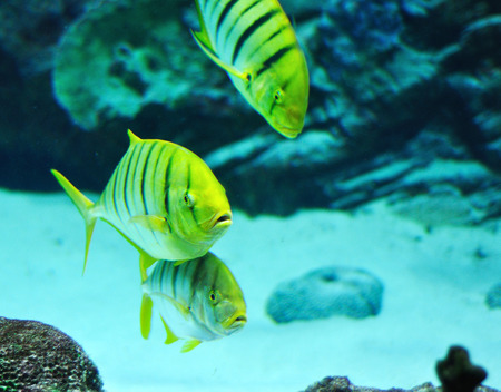 Gnathanodon speciosus vertical black stripes yellow fish vertical black stripes