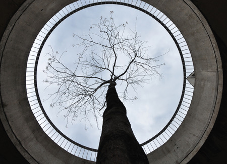 view of sky and tree from concrete ring aroundの写真素材