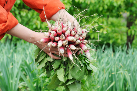 two woman hands hold a bunch of long red radishes with white tipsの写真素材