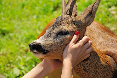 woman hands with red nails caressing a roadeerの写真素材
