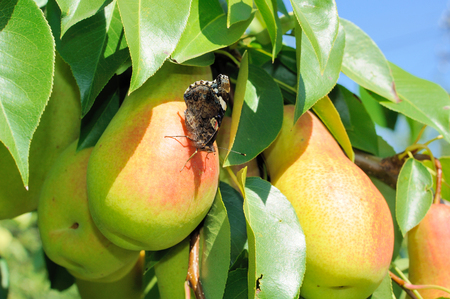 Butterfly on ripe pear in leaves of the treeの写真素材