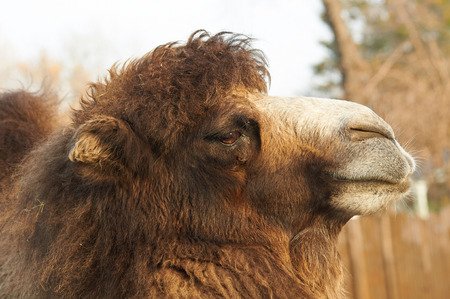 profile portrait of a big brown camelの写真素材