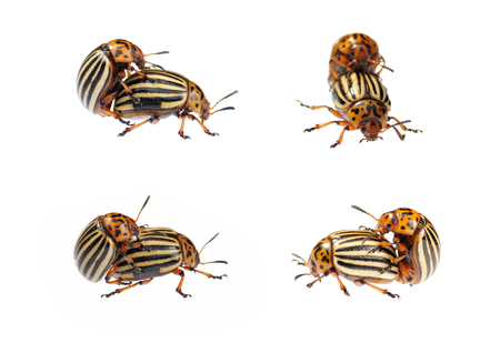 Two conjugating colorado bugs isolated over white backgroundの写真素材