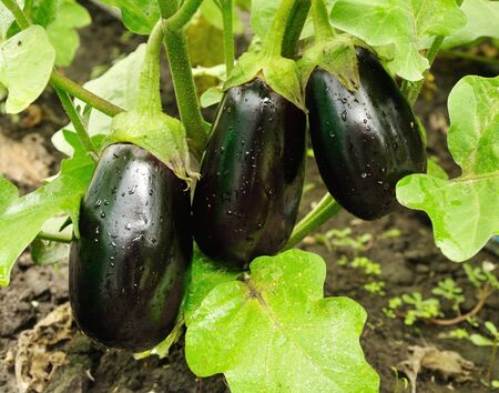 three big purple eggplants growing on the bushの写真素材