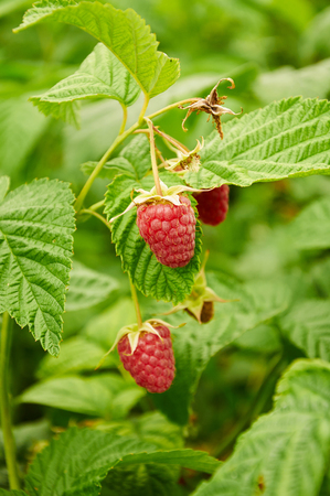 Several ripe red  raspberries growing on the branch