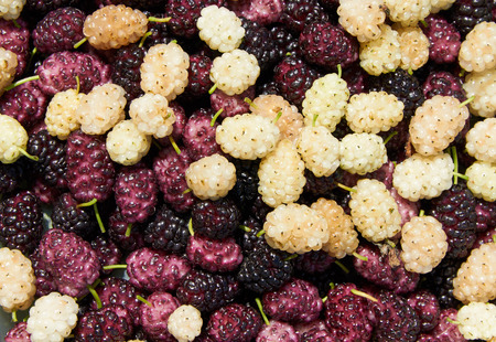 background made with black, white and purple mulberry heapの写真素材