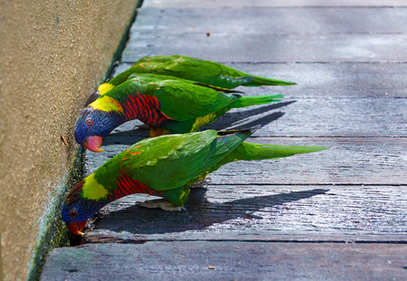 curious look of colorful trichoglossus or lorikeetの写真素材