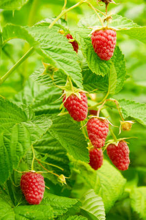Several ripe red  raspberries growing on the branch