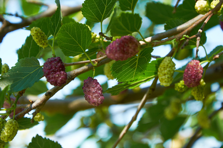 light purple mulberries on the branch of treeの写真素材