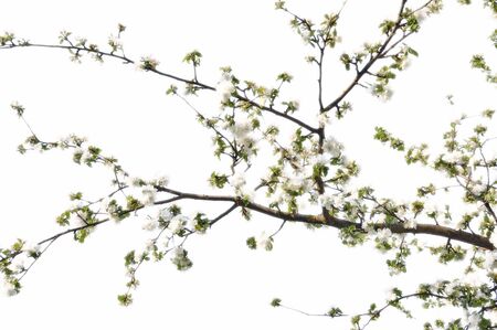 Branch of blooming apple treeの写真素材