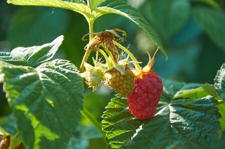 Red raspberries are ripening on the branch