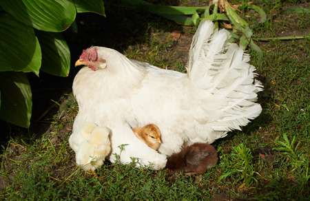 Little chicks near the hen and under its wingの写真素材
