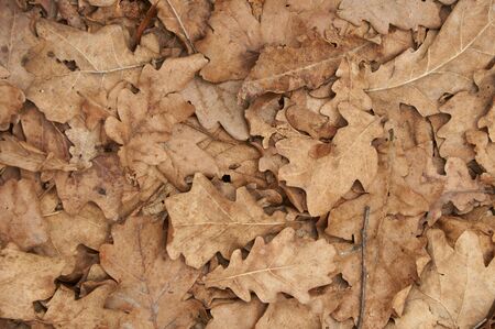Natural backgroud of brown dry oak leaves