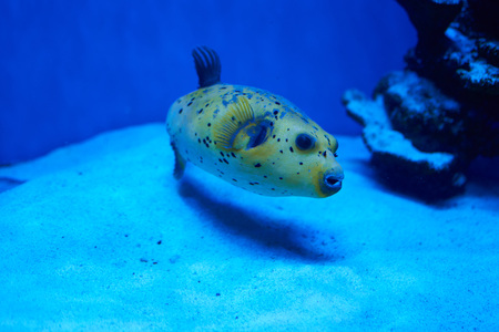 Arothron nigropunctatus yellow. Poisonous fugy fish in blue waterの写真素材