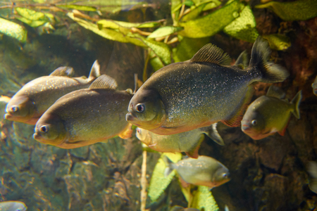Myths surround red piranha in an aquariumの写真素材