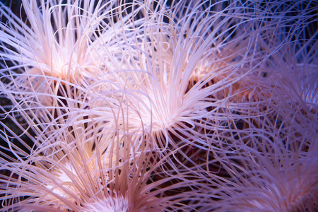 Exotic tropical underwater predator cerianthus (tube-dwelling anemone)の写真素材