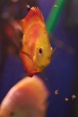 Symphysodon or Discus fish from Amazon river in aquarium