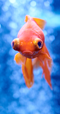 Goldfish in blue water and out of focus air bubbles behindの写真素材