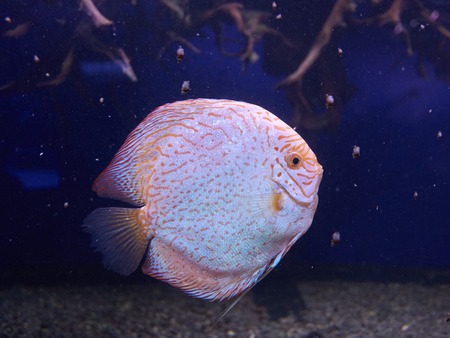 Symphysodon or Discus fish from Amazon river in aquarium