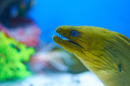 yellow moray eel with mouth open close-upの写真素材