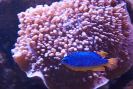Chrysiptera. Blue fish with orange bottom near coralの写真素材