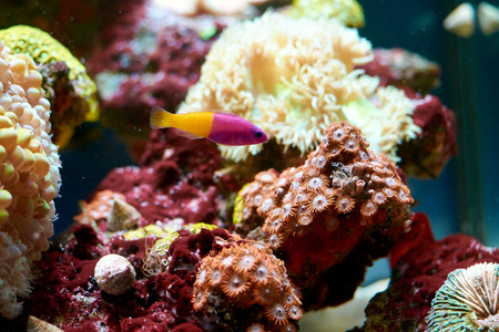 Royal dottyback (Pictichromis paccagnella) - bicolor purple and yellow fish and Cerianthus anemone behindの写真素材