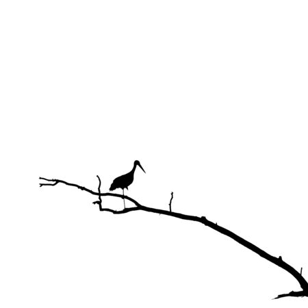 Silhouette of Stork Standing on One Leg on Dry Tree Branch. Black and white image id based on photo.の写真素材