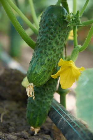 Several ripe cucumber grow near the groundの写真素材