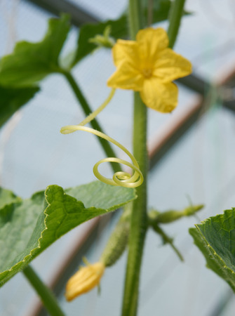 Spiral tendrill  and yellow flowers of cucumber on living bushの写真素材