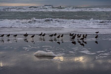 Birds in shallow water of evening San Francisco Bay. Sky is reflected in wet sand.の写真素材