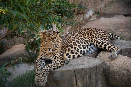 Spotted leopard is laying on wooden logs in a zoo.