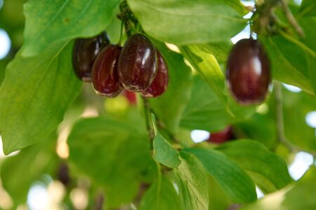 Branch of dogwood tree with many ripe red berriesの写真素材