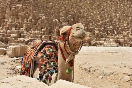 The Bactrian camel with color saddle near foot of Great Khufu pyramidの写真素材