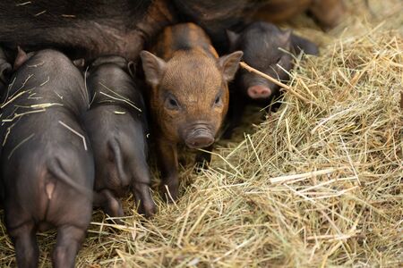 Brood of mini pigs. Many little piglets are feeding and one piglet is going off.の写真素材