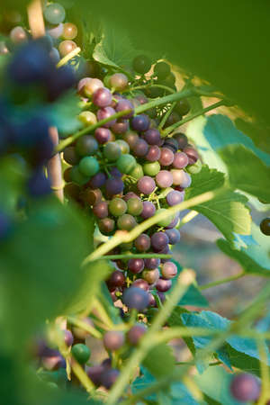Different stages of ripening of wine grape. Clusters on the vine