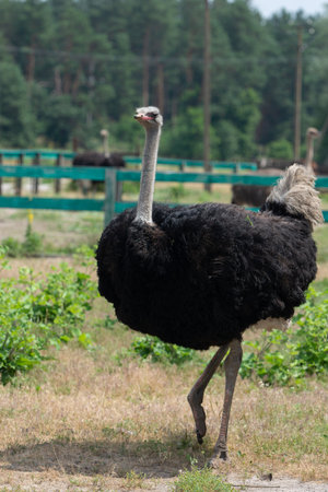 African ostrich standing behind fence on a farmの写真素材